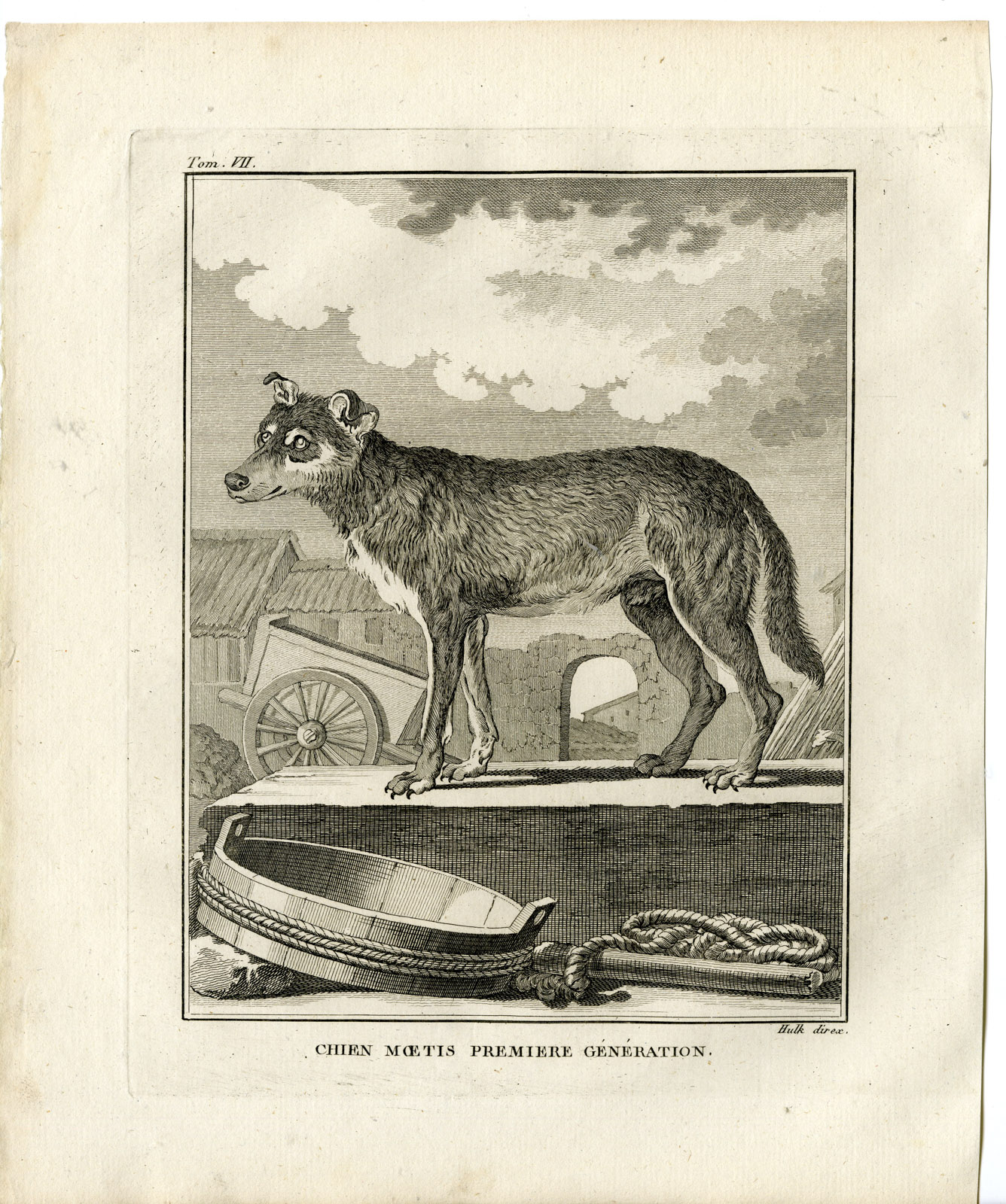 Pco 19675 416x498 2 Antique Prints-DOG BREED-CHIEN MOETIS-FIRST GENERATION-Hulk-Buffon-1801