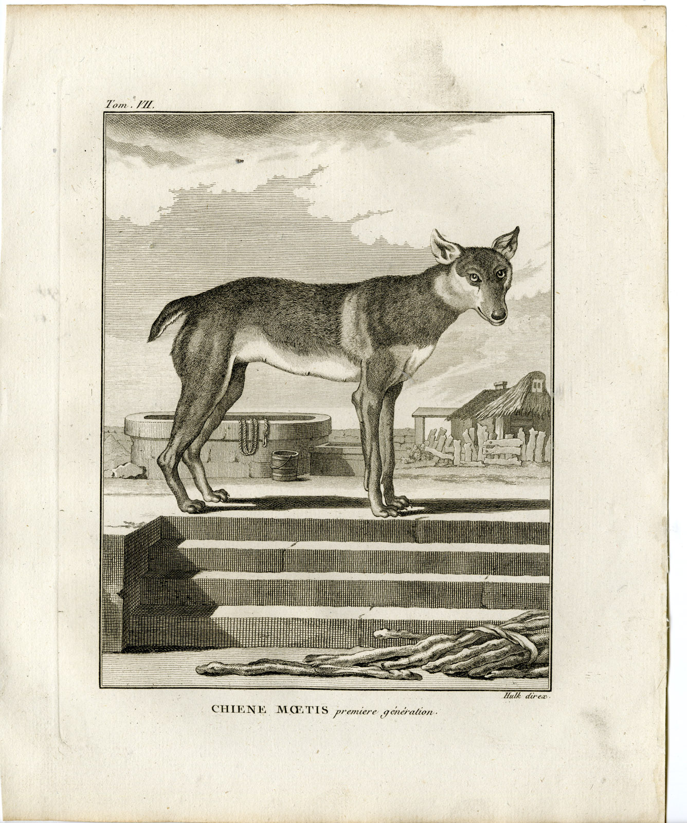 Pco 19676 416x498 2 Antique Prints-DOG BREED-CHIEN MOETIS-FIRST GENERATION-Hulk-Buffon-1801 - Image 2
