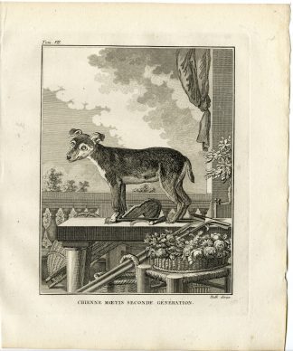 2 Antique Prints-DOG BREED-CHIEN MOETIS-SECOND GENERATION-Hulk-Buffon-1801