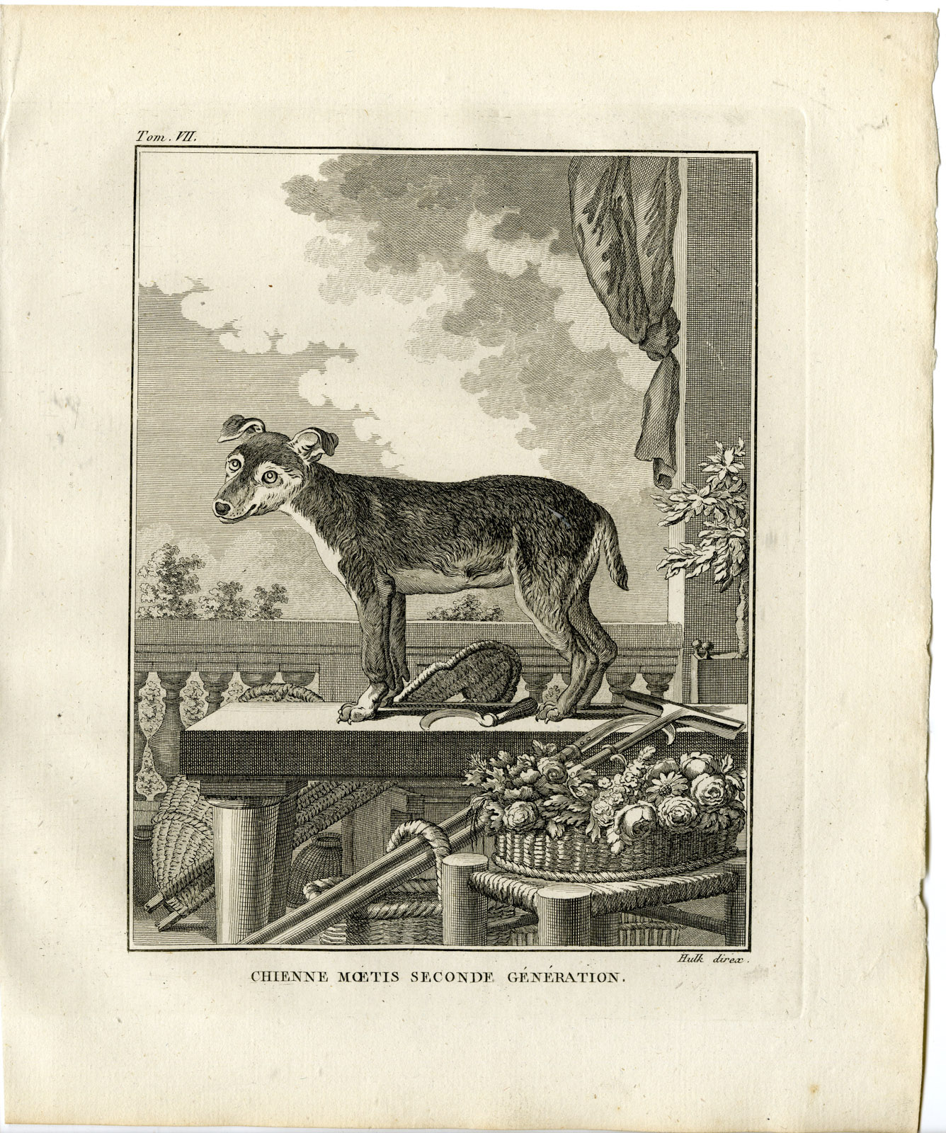, 2 Antique Prints-DOG BREED-CHIEN MOETIS-SECOND GENERATION-Hulk-Buffon-1801, Pictura Antique Prints