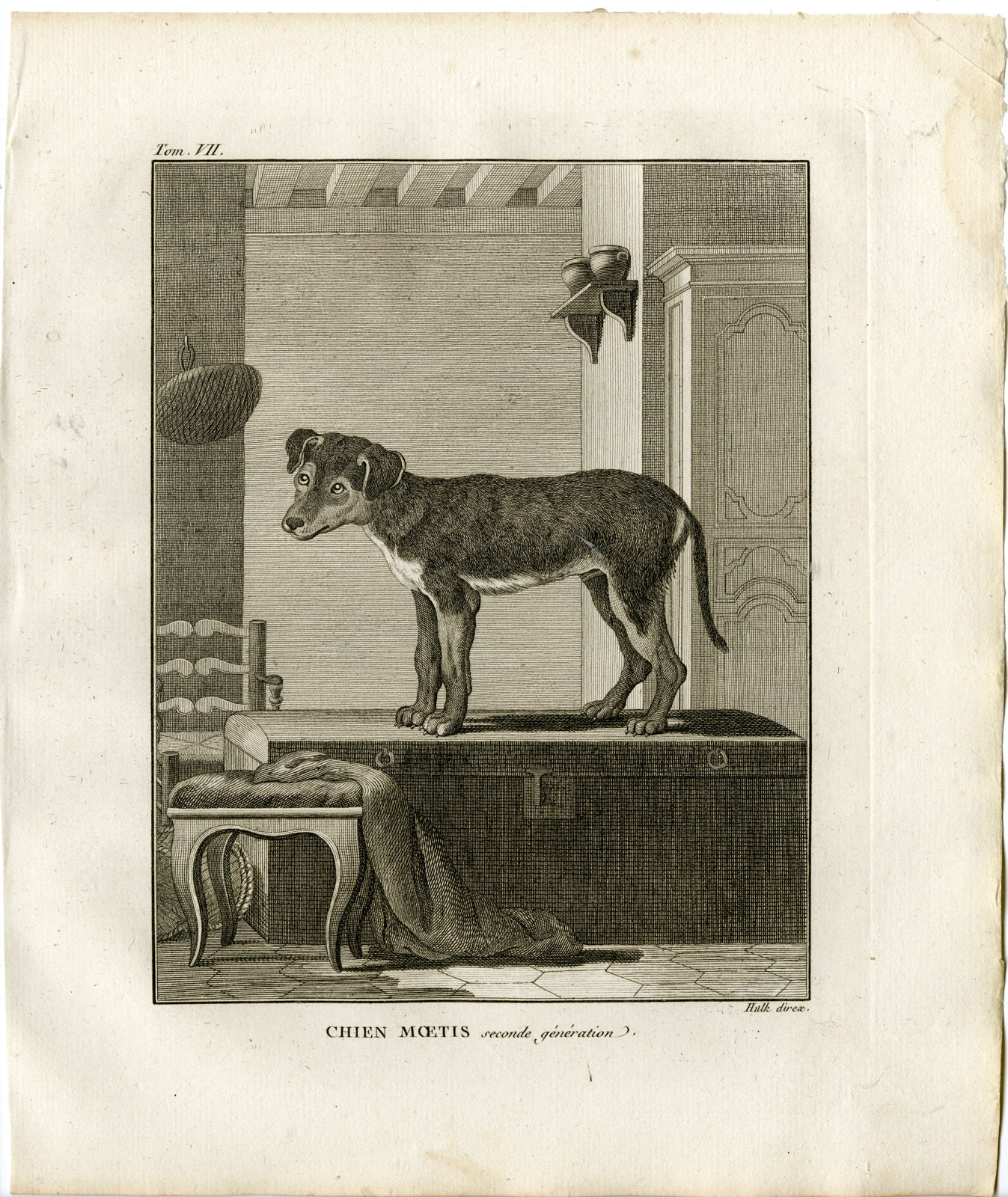 , 2 Antique Prints-DOG BREED-CHIEN MOETIS-SECOND GENERATION-Hulk-Buffon-1801, Pictura Antique Prints