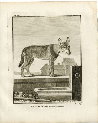 Antique Print-DOG BREED-CHIEN MOETIS-THIRD GENERATION-Hulk-Buffon-1801