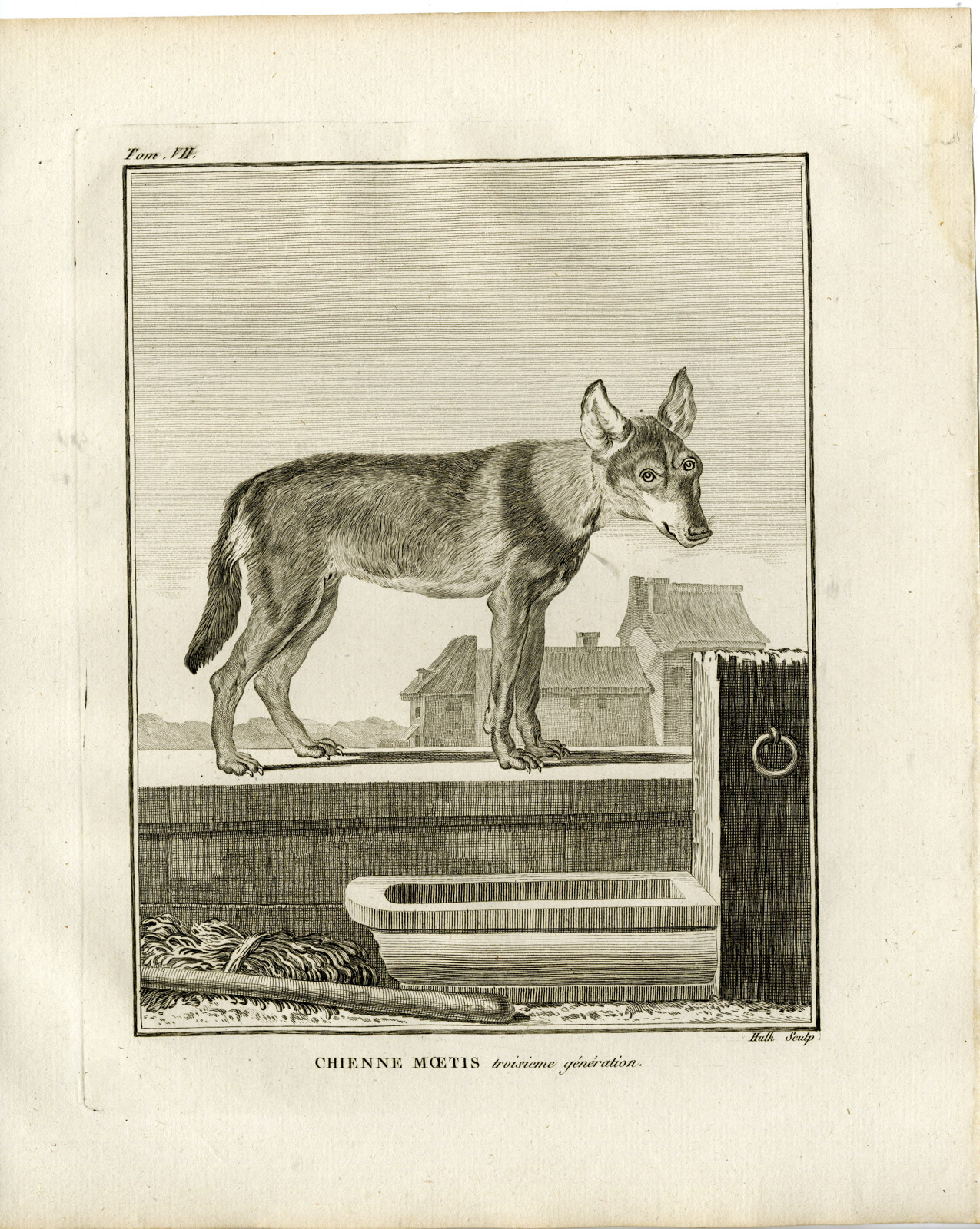, Antique Print-DOG BREED-CHIEN MOETIS-THIRD GENERATION-Hulk-Buffon-1801, Pictura Antique Prints