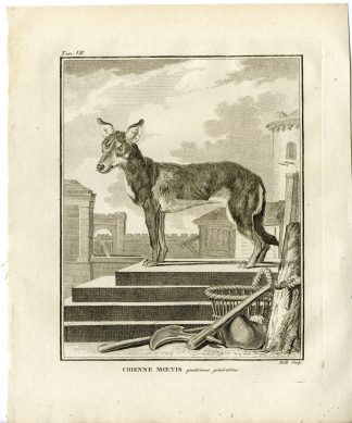 2 Antique Prints-DOG BREED-CHIEN MOETIS-FOURTH GENERATION-Hulk-Buffon-1801
