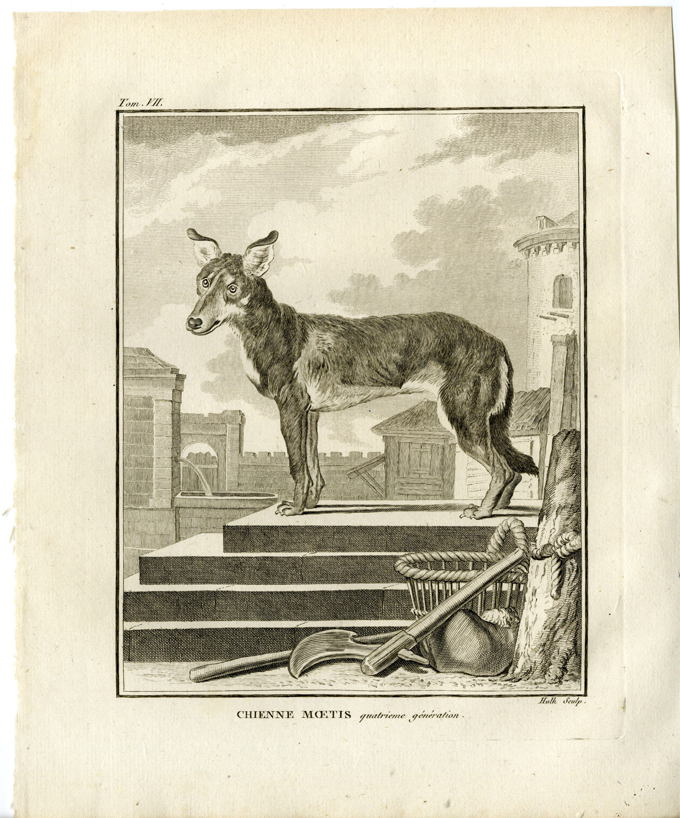 , 2 Antique Prints-DOG BREED-CHIEN MOETIS-FOURTH GENERATION-Hulk-Buffon-1801, Pictura Antique Prints