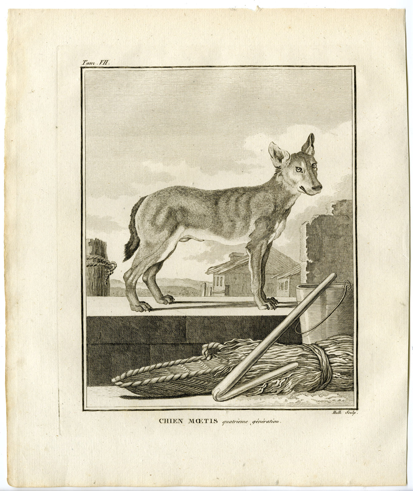 , 2 Antique Prints-DOG BREED-CHIEN MOETIS-FOURTH GENERATION-Hulk-Buffon-1801, Pictura Antique Prints
