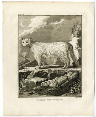 Antique Print-ARCTIC FOX-VULPES LAGOPUS-WHITE-POLAR-SNOW-Hulk-Buffon-1801