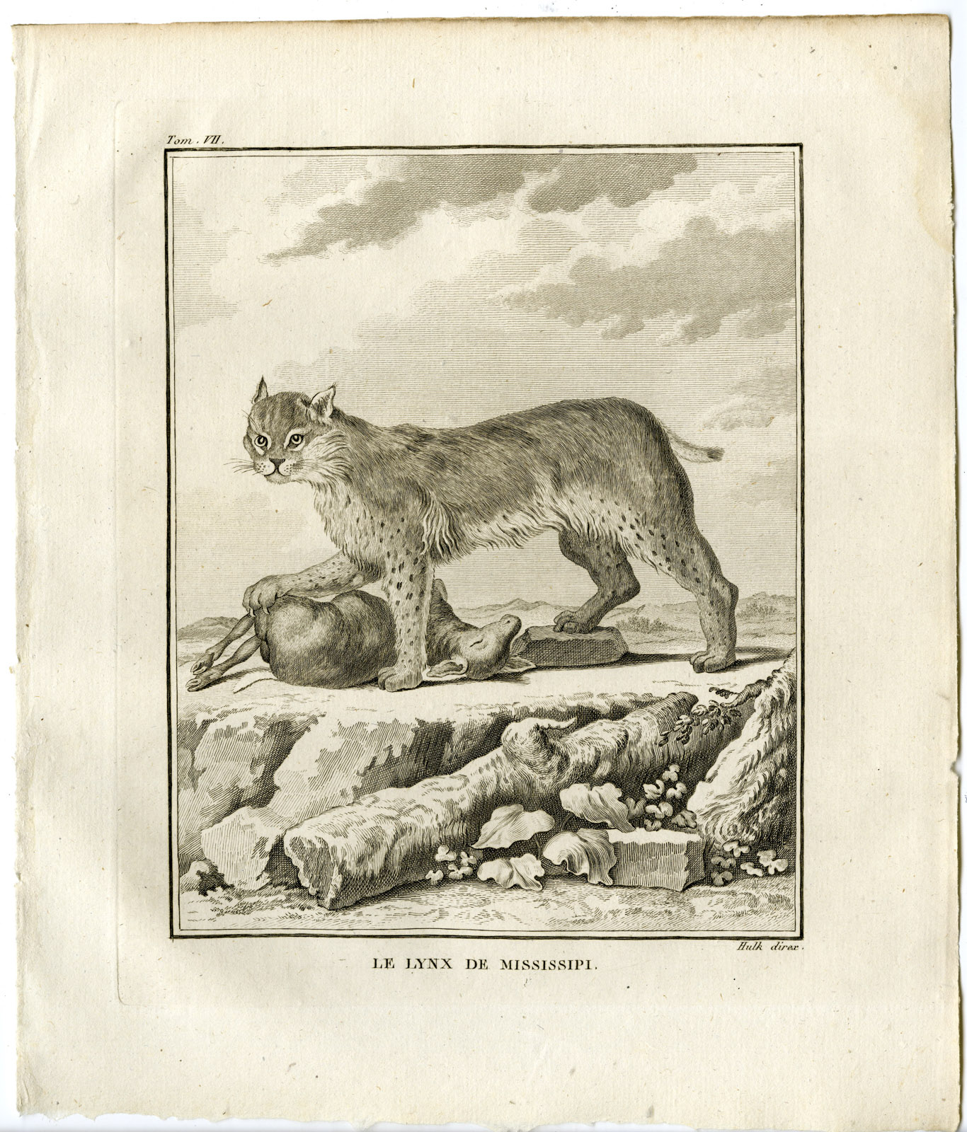 , Antique Print-BOBCAT-RED LYNX-MISSISSIPPI-RUFUS-Hulk-Buffon-1801, Pictura Antique Prints
