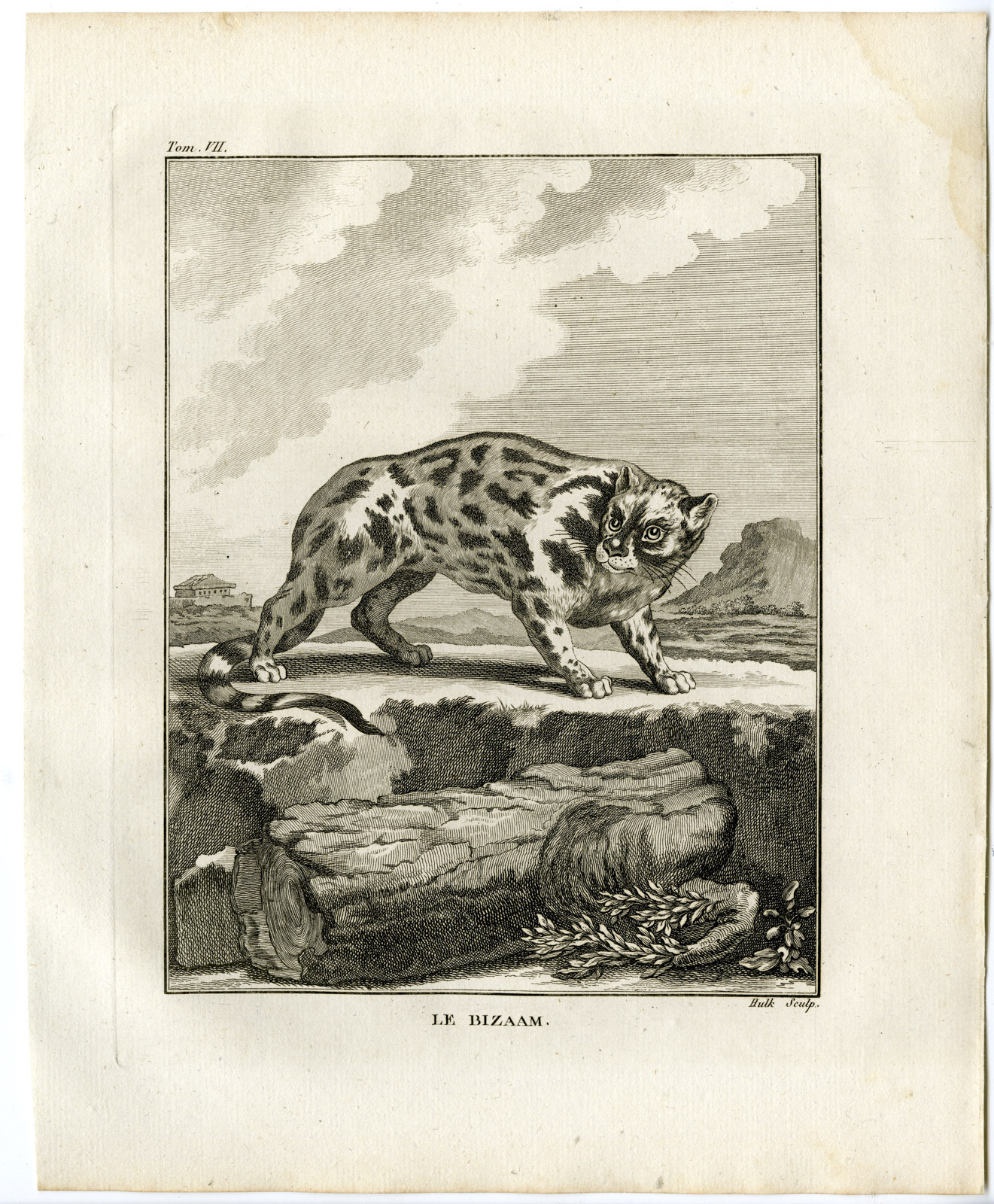 , Antique Print-WILD CAT-BIZAAM-Hulk-Buffon-1801, Pictura Antique Prints
