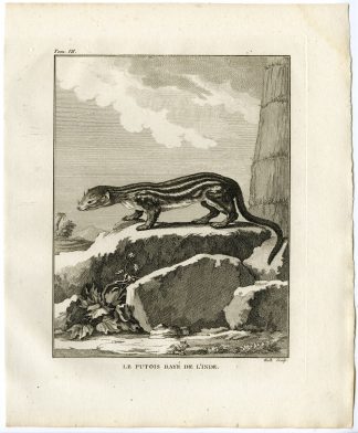 Antique Print-ASIAN POLECAT-PUTOIS RAYE DE L`INDE-Hulk-Buffon-1801
