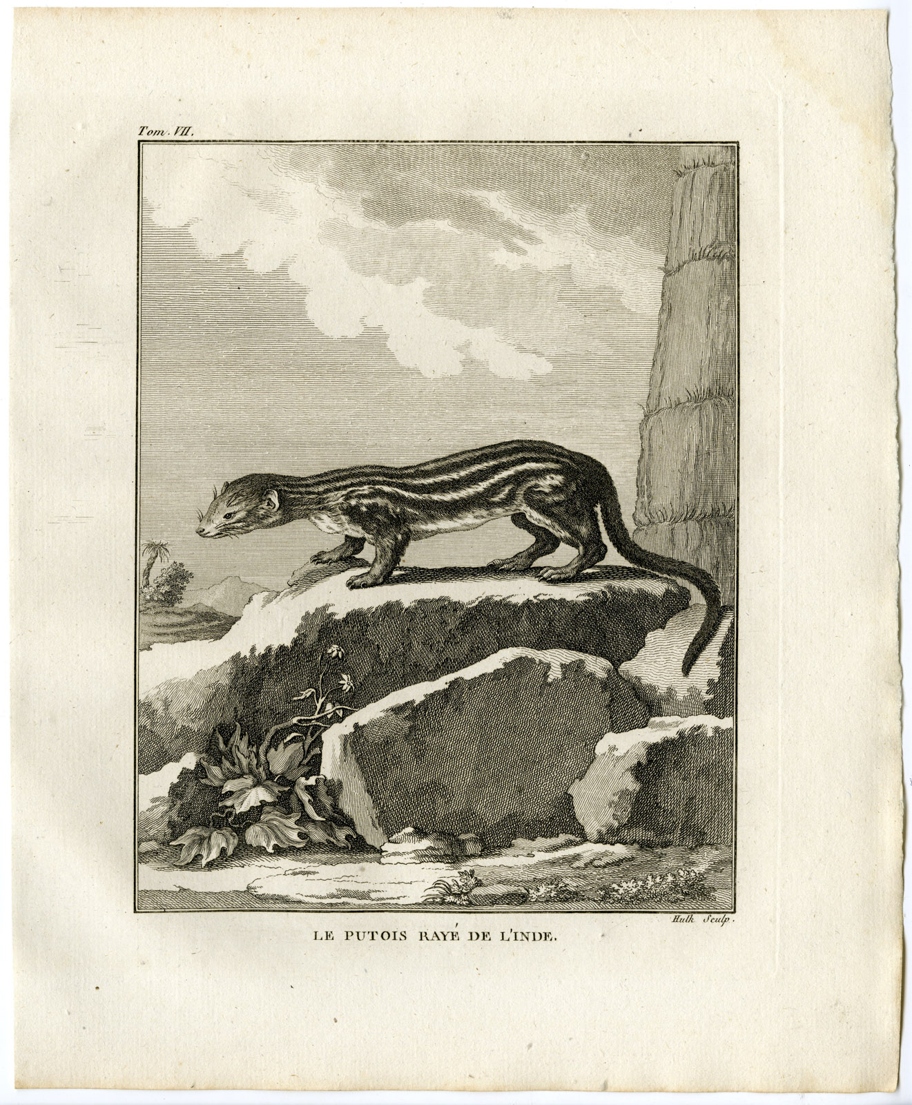 , Antique Print-ASIAN POLECAT-PUTOIS RAYE DE L`INDE-Hulk-Buffon-1801, Pictura Antique Prints