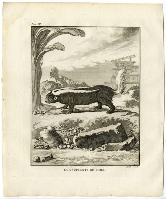 Antique Print-MOLINA`S HOG NOSED SKUNK-CONEPATUS CHINGA-Hulk-Buffon-1801