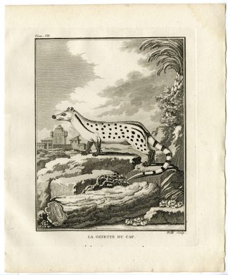 Antique Print-AFRICAN CIVET-CIVETTICTIS CIVETTA-Hulk-Buffon-1801