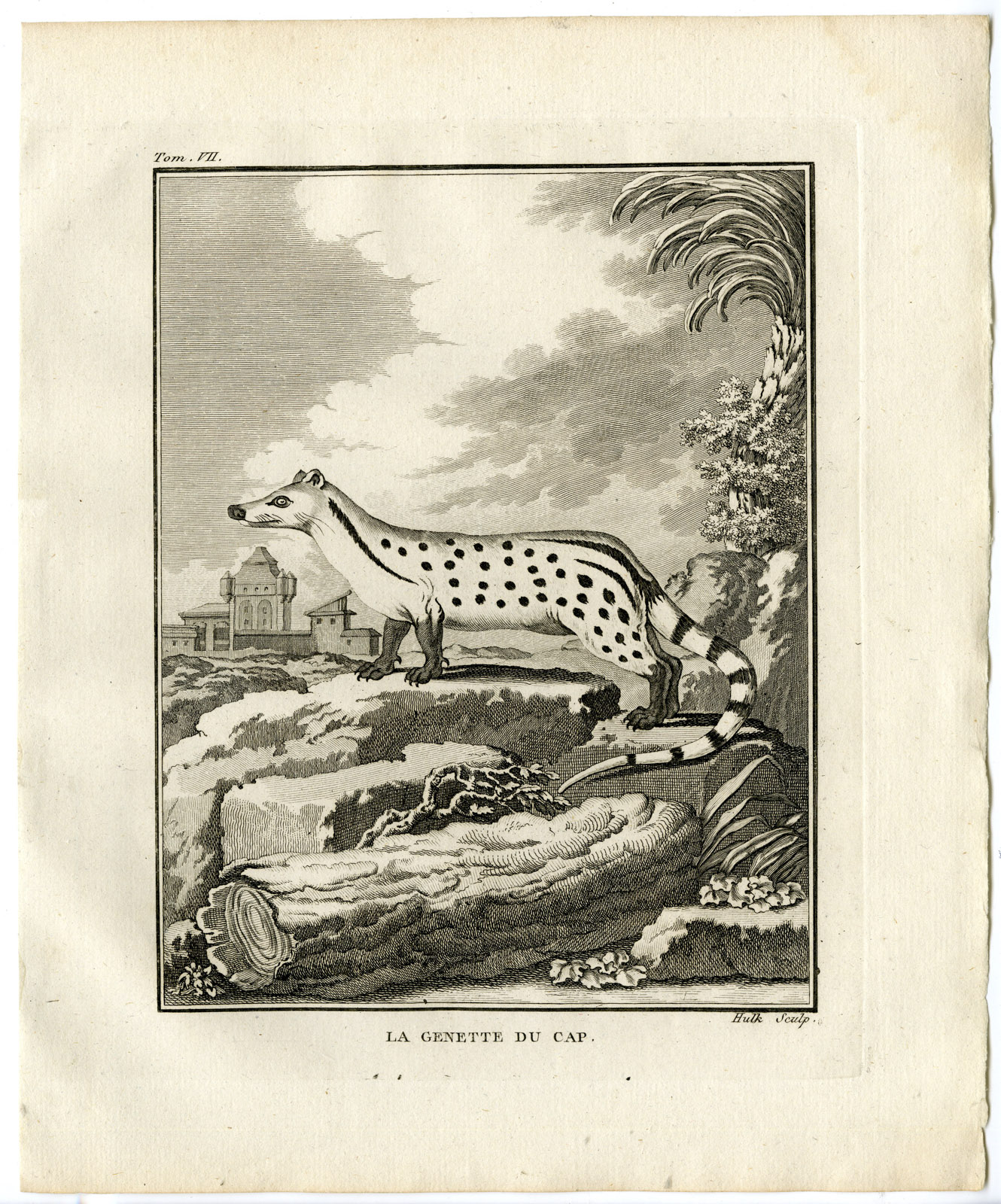 , Antique Print-AFRICAN CIVET-CIVETTICTIS CIVETTA-Hulk-Buffon-1801, Pictura Antique Prints