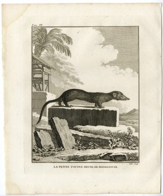 Antique Print-MARTEN-MUSTELID-PETITE FOUINE DE MADAGASCAR-Hulk-Buffon-1801