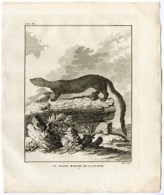 Antique Print-SOUTH AMERICAN MARTEN-GRAND MARTRE DE LA GUYANE-Hulk-Buffon-1801