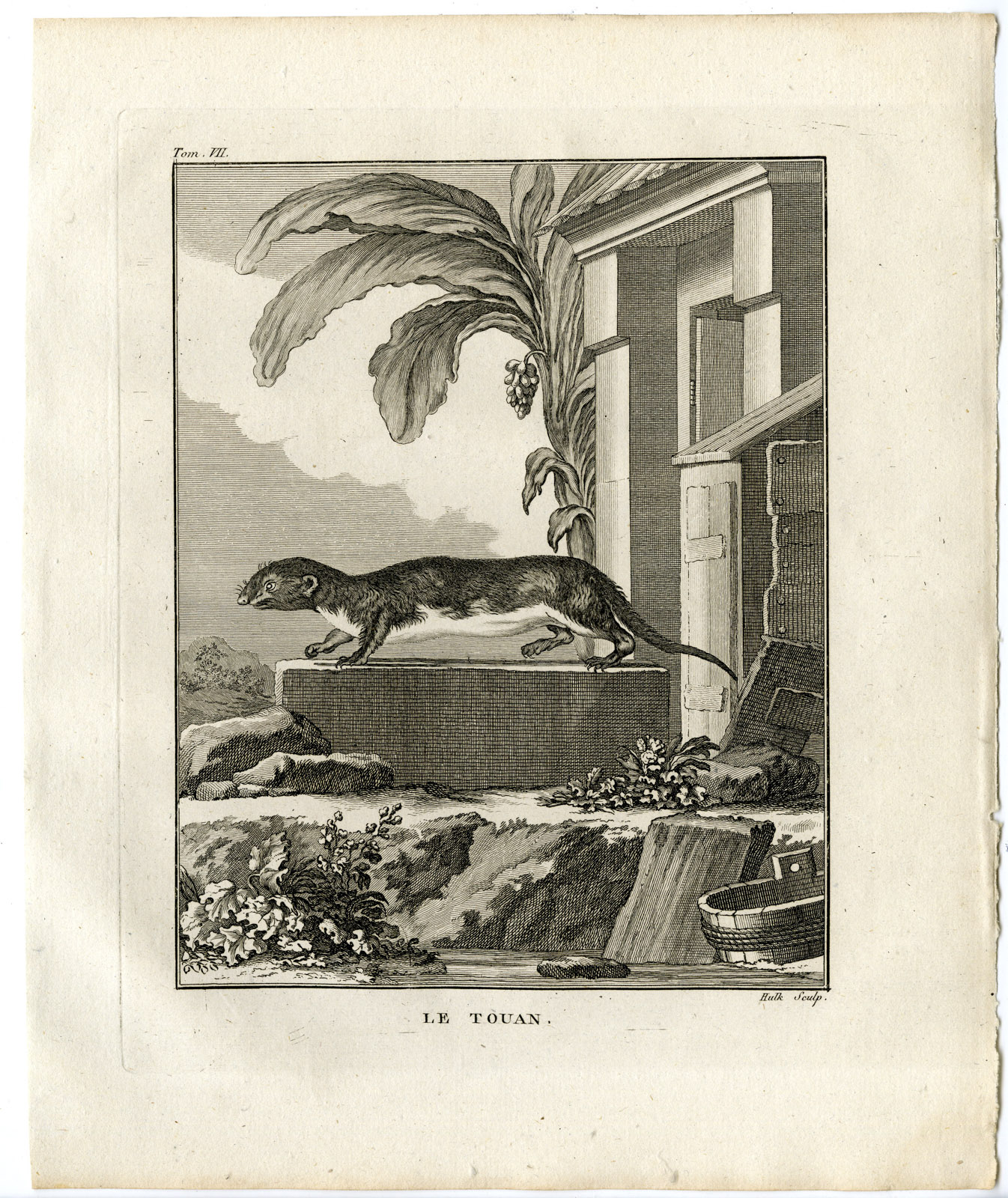 , Antique Print-TOUAN-WEASEL-ERMINE-Hulk-Buffon-1801, Pictura Antique Prints