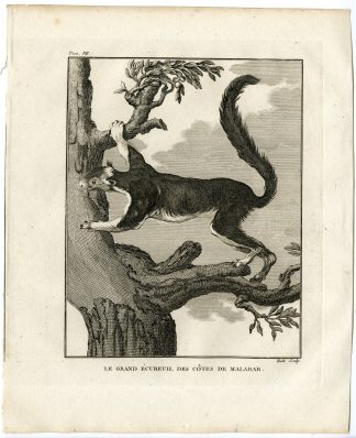 Antique Print-RED GIANT FLYING SQUIRREL-PETAURISTA-Hulk-Buffon-1801