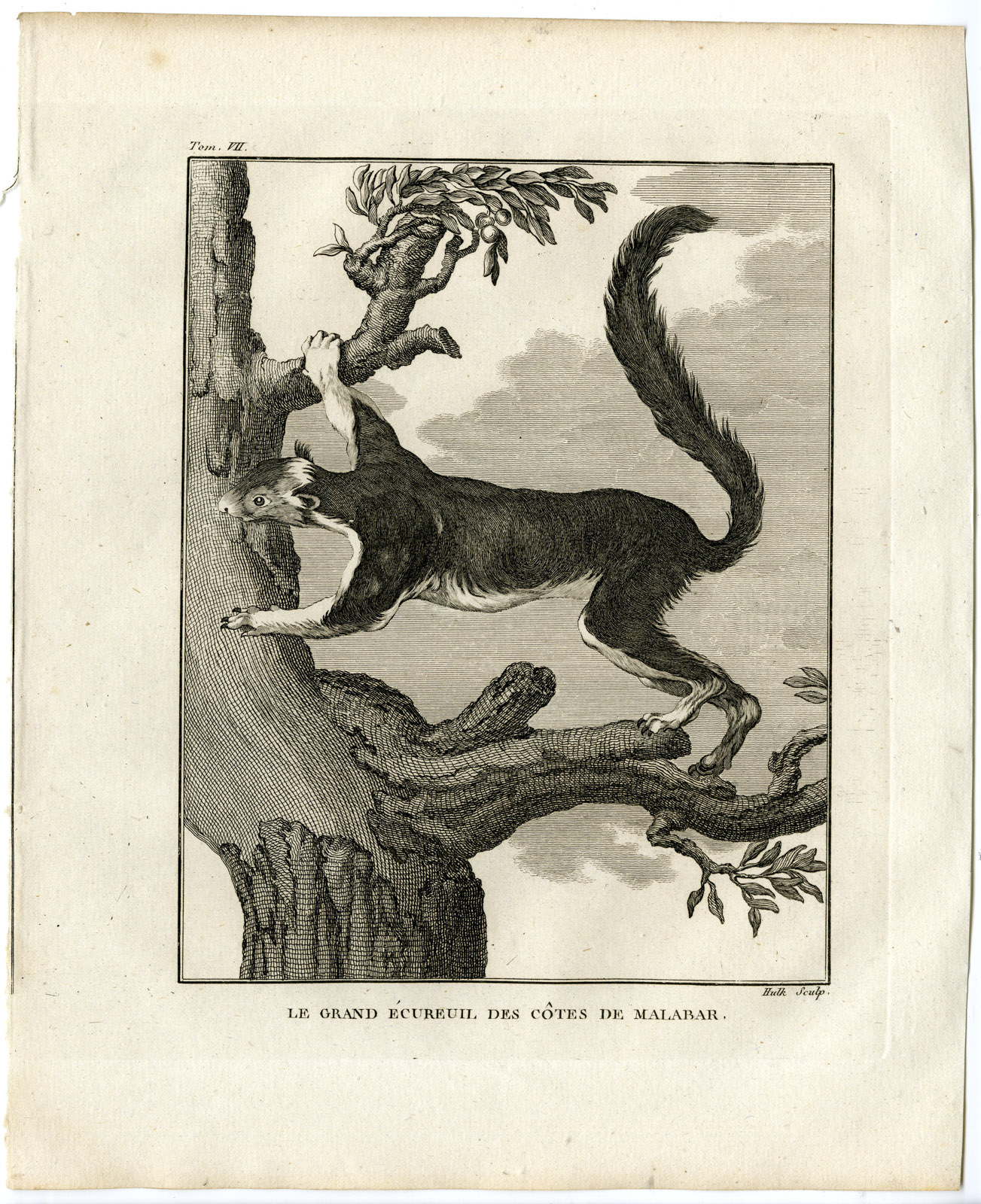 , Antique Print-RED GIANT FLYING SQUIRREL-PETAURISTA-Hulk-Buffon-1801, Pictura Antique Prints