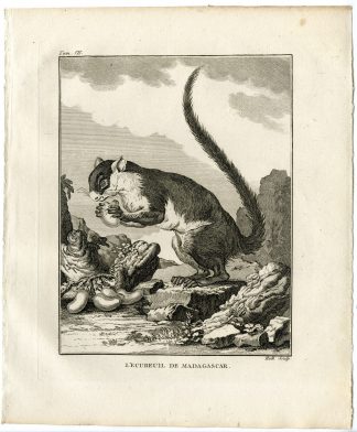 Antique Print-SQUIRREL-MADAGASCAR-ECUREUIL-Hulk-Buffon-1801