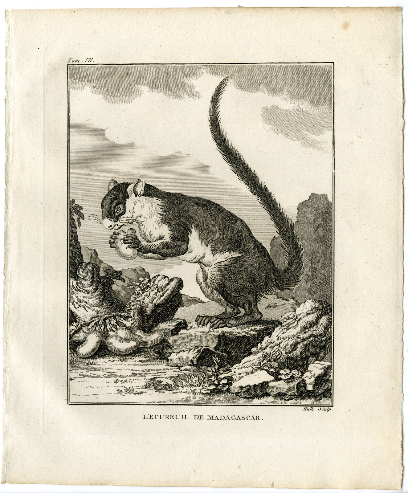 , Antique Print-SQUIRREL-MADAGASCAR-ECUREUIL-Hulk-Buffon-1801, Pictura Antique Prints