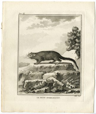 Antique Print-NEOTROPICAL PYGMY SQUIRREL-SCIURILLUS PUSILLUS-Hulk-Buffon-1801