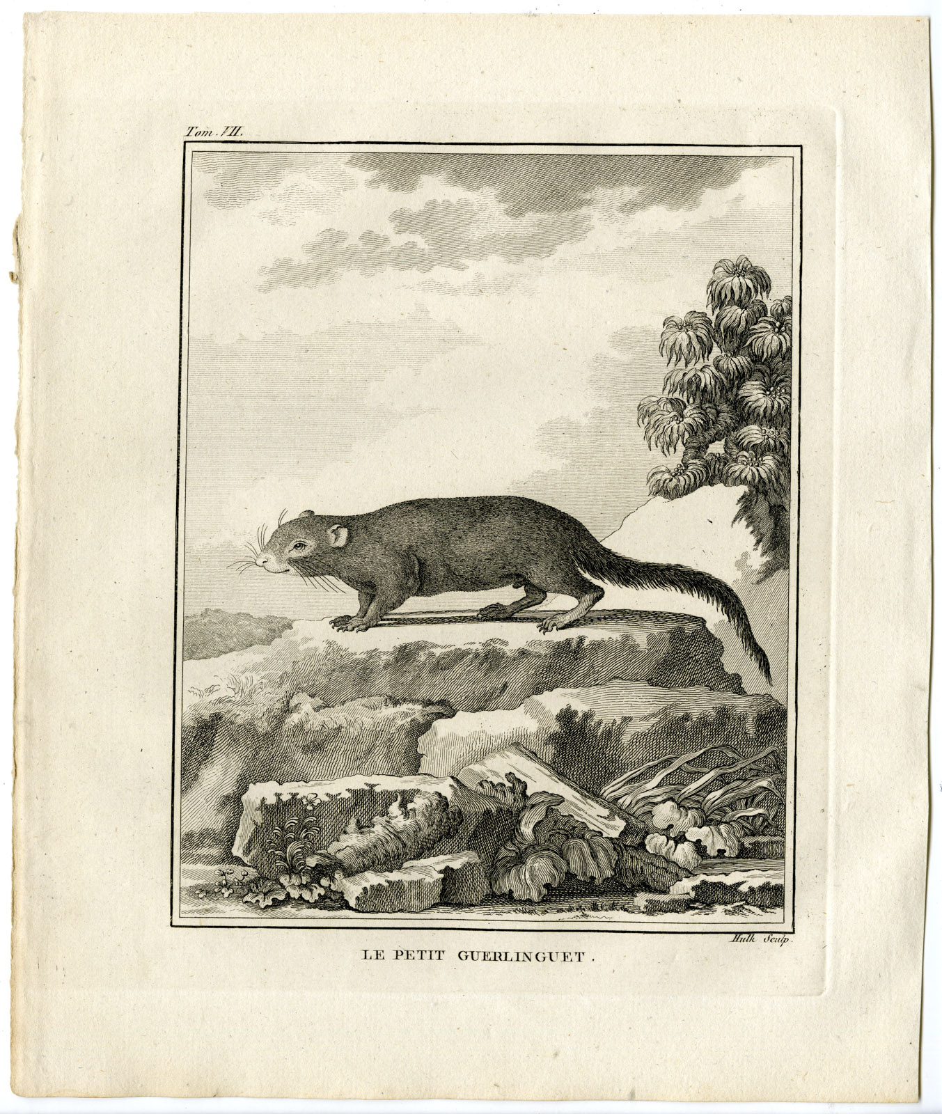 , Antique Print-NEOTROPICAL PYGMY SQUIRREL-SCIURILLUS PUSILLUS-Hulk-Buffon-1801, Pictura Antique Prints