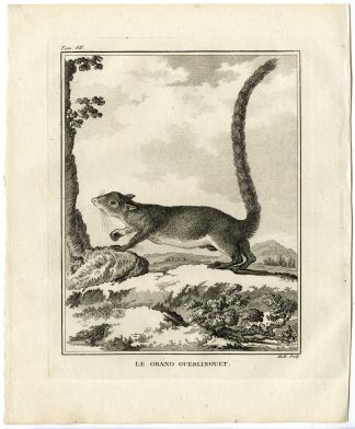 Antique Print-BRAZILIAN SQUIRREL-SCIURUS AESTUANS-Hulk-Buffon-1801