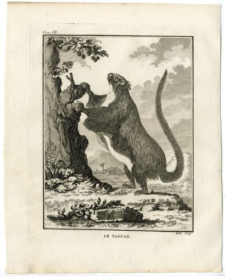 Antique Print-RED GIANT FLYING SQUIRREL-PETAURISTA-TAGUAN-Hulk-Buffon-1801