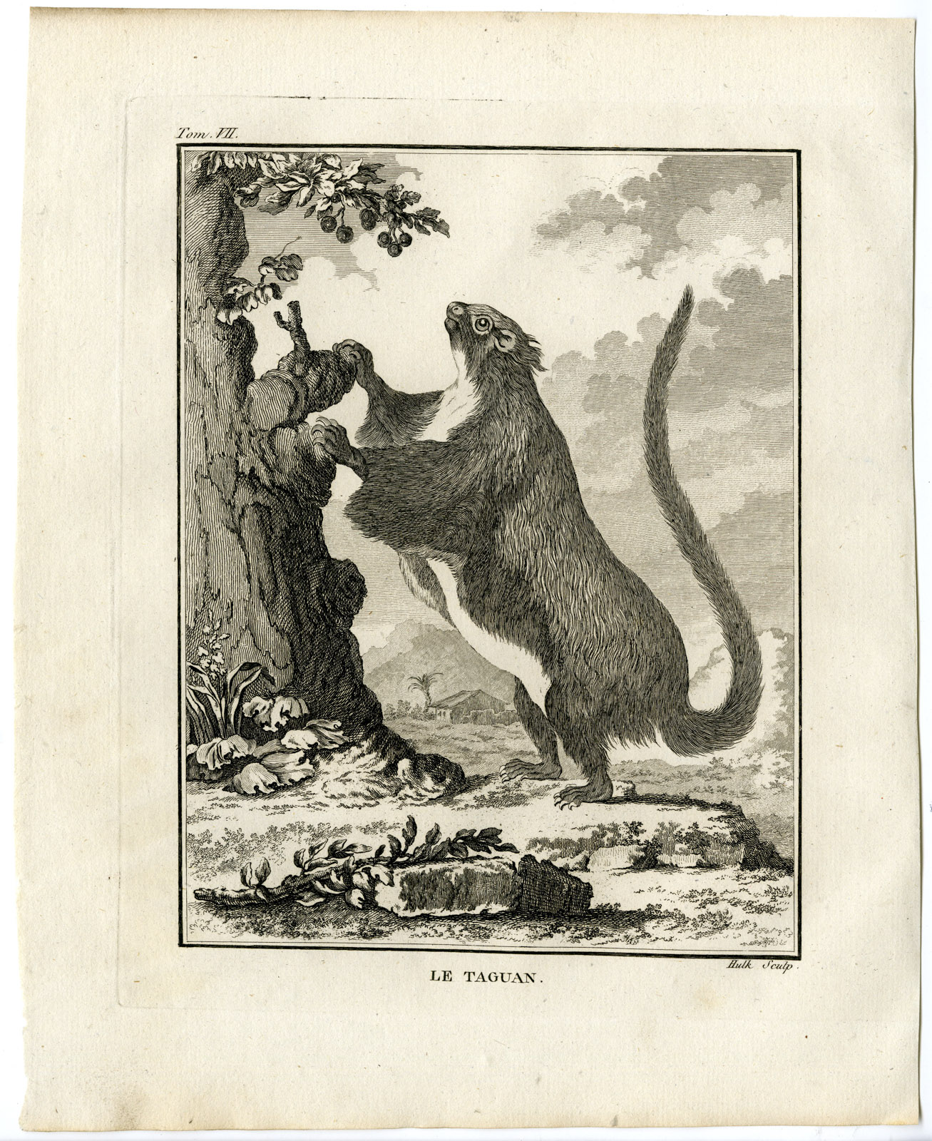 , Antique Print-RED GIANT FLYING SQUIRREL-PETAURISTA-TAGUAN-Hulk-Buffon-1801, Pictura Antique Prints