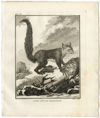Antique Print-DAUBENTONIA MADAGASCARIENSIS-AYE AYE-Hulk-Buffon-1801