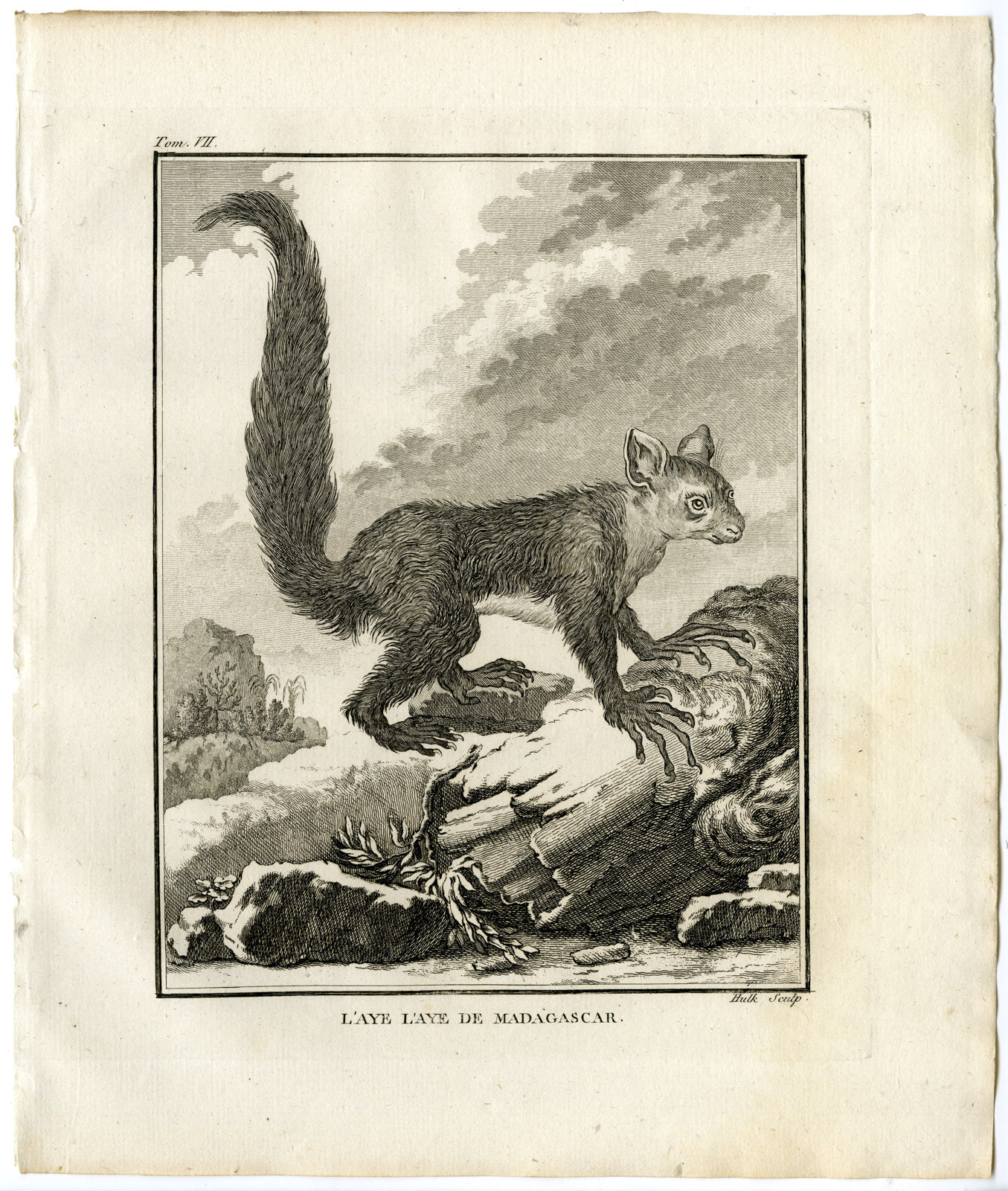 , Antique Print-DAUBENTONIA MADAGASCARIENSIS-AYE AYE-Hulk-Buffon-1801, Pictura Antique Prints