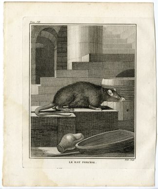 Antique Print-RAT-PERCHAL-RODENT-Hulk-Buffon-1801