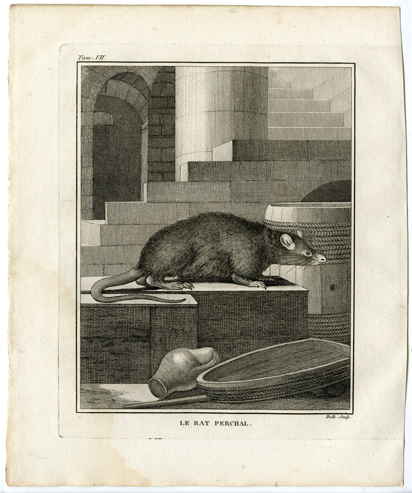 , Antique Print-RAT-PERCHAL-RODENT-Hulk-Buffon-1801, Pictura Antique Prints