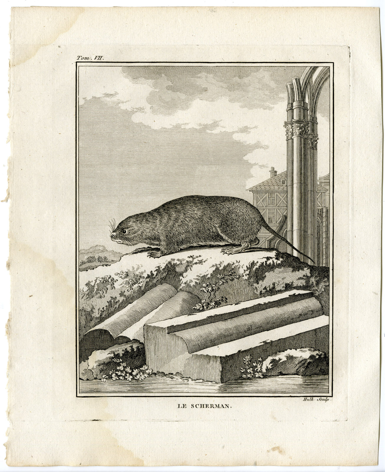 , Antique Print-RAT-SCHERMAN-RODENT-Hulk-Buffon-1801, Pictura Antique Prints