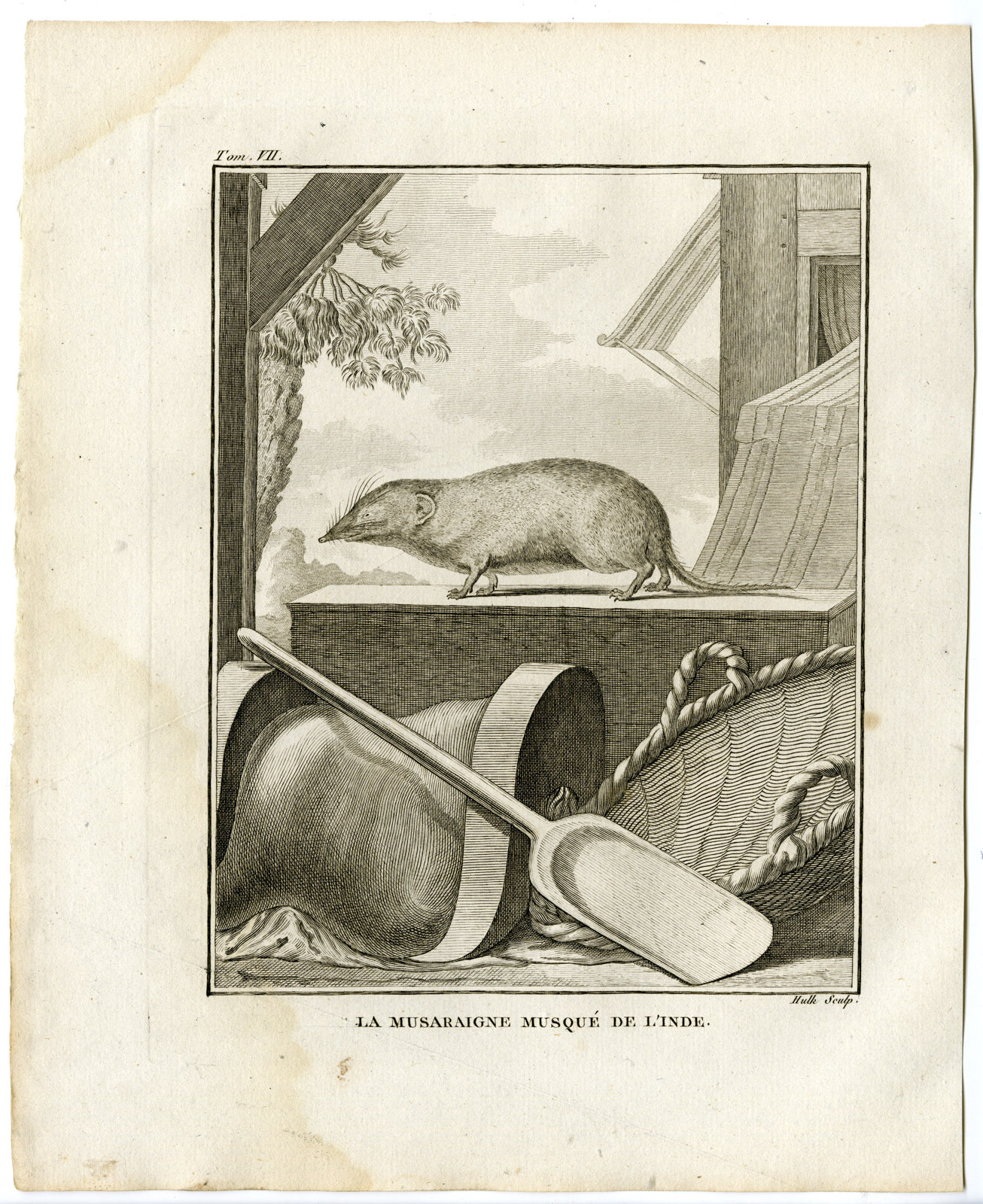 , Antique Print-ASIAN HOUSE SHREW-SUNCUS MURINUS-Hulk-Buffon-1801, Pictura Antique Prints