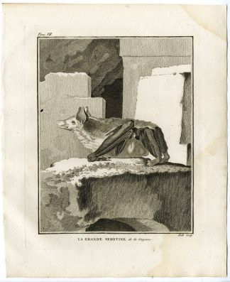Antique Print-BAT-GRANDE SEROTINE DE LA GUYANE-Hulk-Buffon-1801