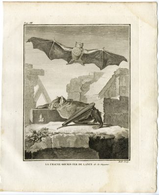 Antique Print-FRUIT BAT-CHAUVE SOURIS FER DE LANCE DE LA GUYANE-Hulk-Buffon-1801