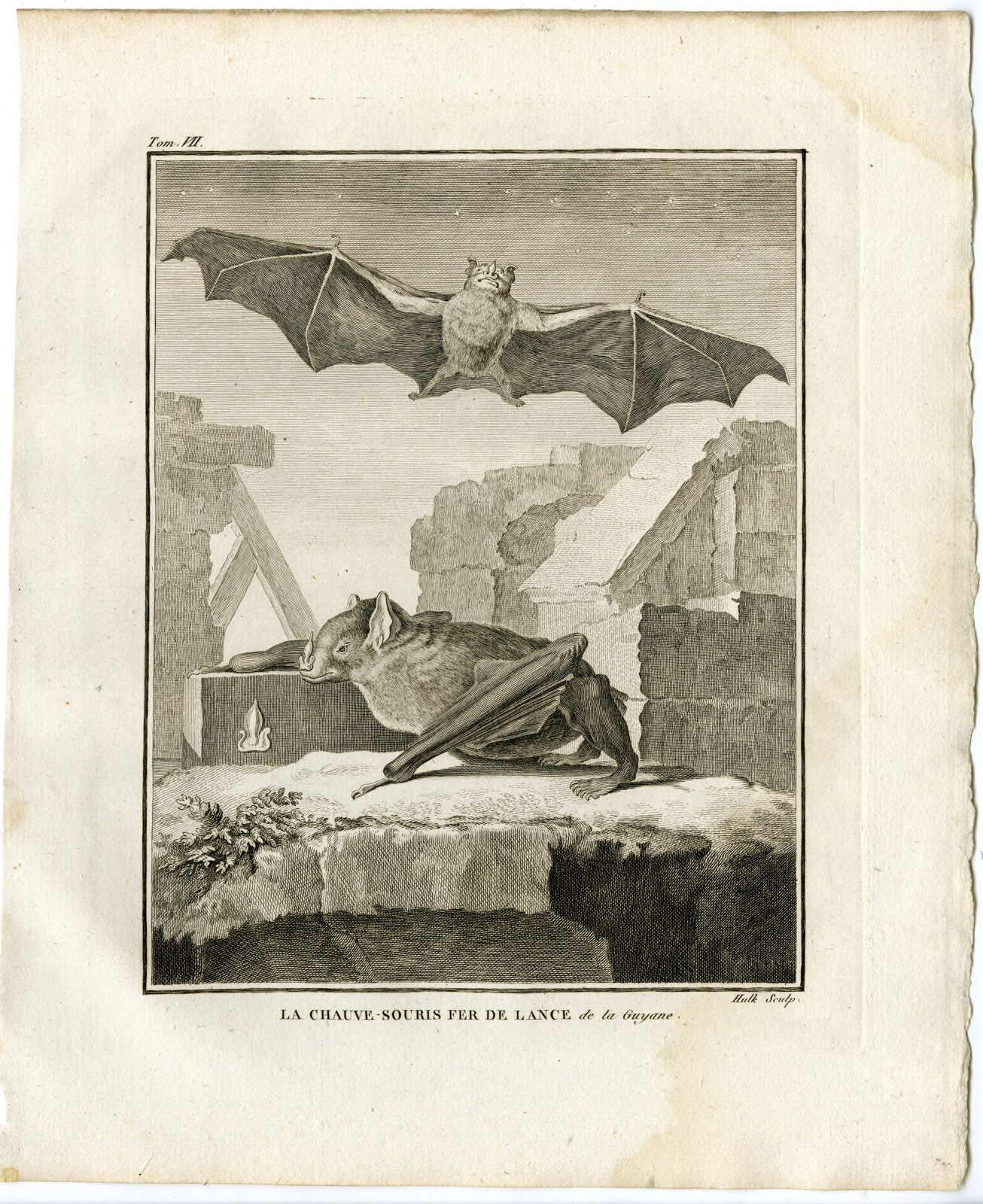 , Antique Print-FRUIT BAT-CHAUVE SOURIS FER DE LANCE DE LA GUYANE-Hulk-Buffon-1801, Pictura Antique Prints