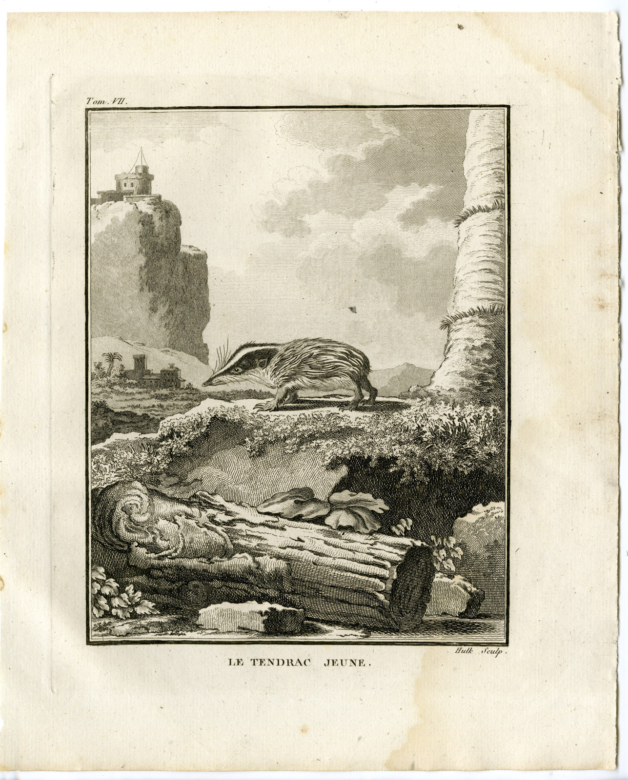 , Antique Print-YOUNG TENREC-TENDRAC JEUNE-Hulk-Buffon-1801, Pictura Antique Prints