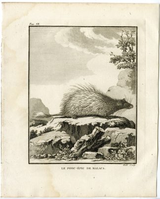 Antique Print-PORCUPINE-PORC EPIC DE MALACA-Hulk-Buffon-1801