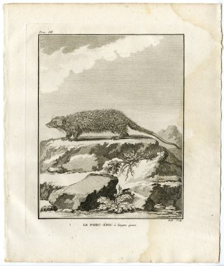 Antique Print-LONG TAILED PORCUPINE-TRICHYS FASCICULATA-Hulk-Buffon-1801
