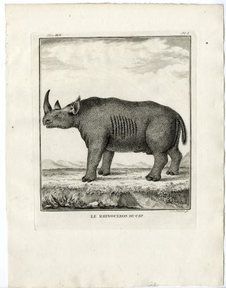 Antique Print-AFRICAN RHINOCEROS-DU CAP-PL.1-Fritsch-Buffon-1785
