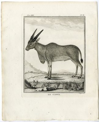 Antique Print-COMMON ELAND-TAUROTRAGUS ORYX-ANTELOPE-PL.2-Fringham-Buffon-1785