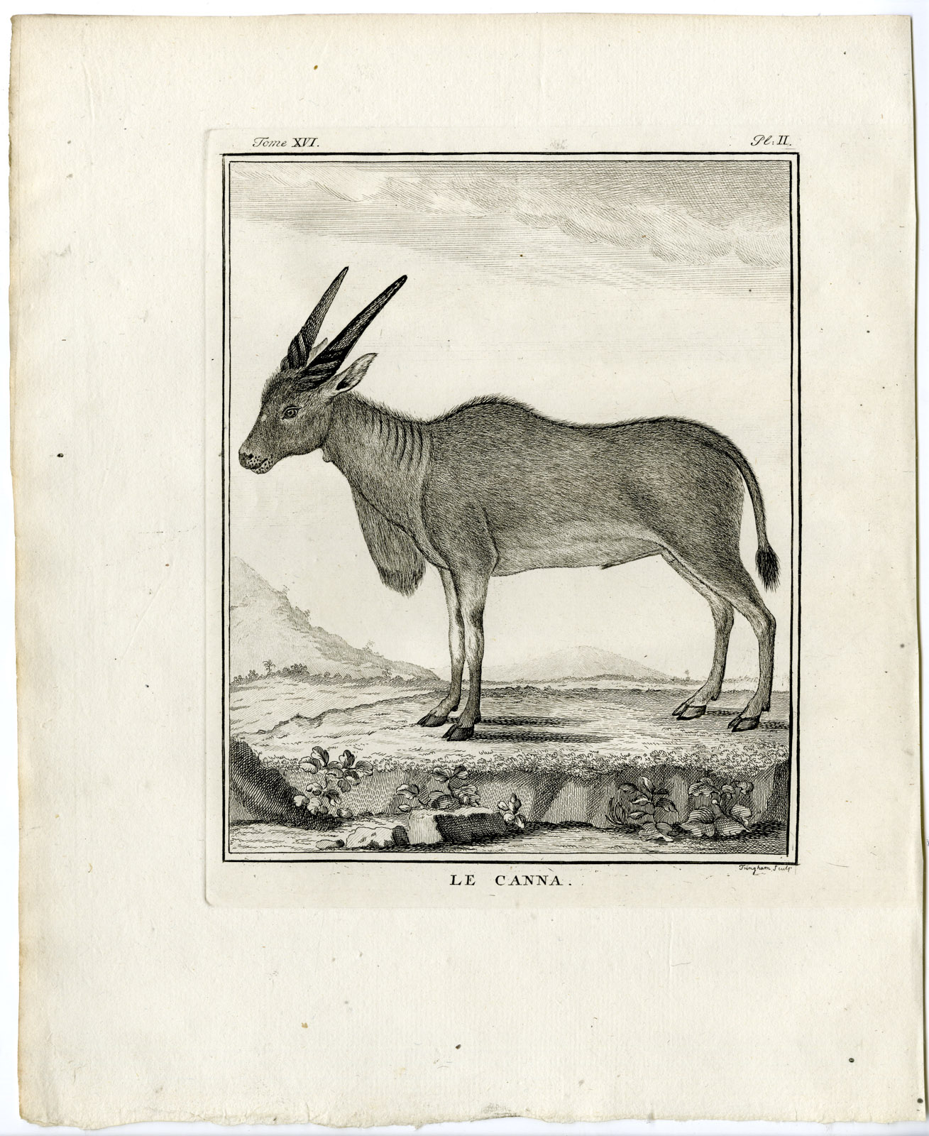 , Antique Print-COMMON ELAND-TAUROTRAGUS ORYX-ANTELOPE-PL.2-Fringham-Buffon-1785, Pictura Antique Prints
