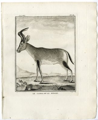 Antique Print-HARTEBEEST-ALCELAPHUS BUSELAPHUS-PL.3-Fringham-Buffon-1785