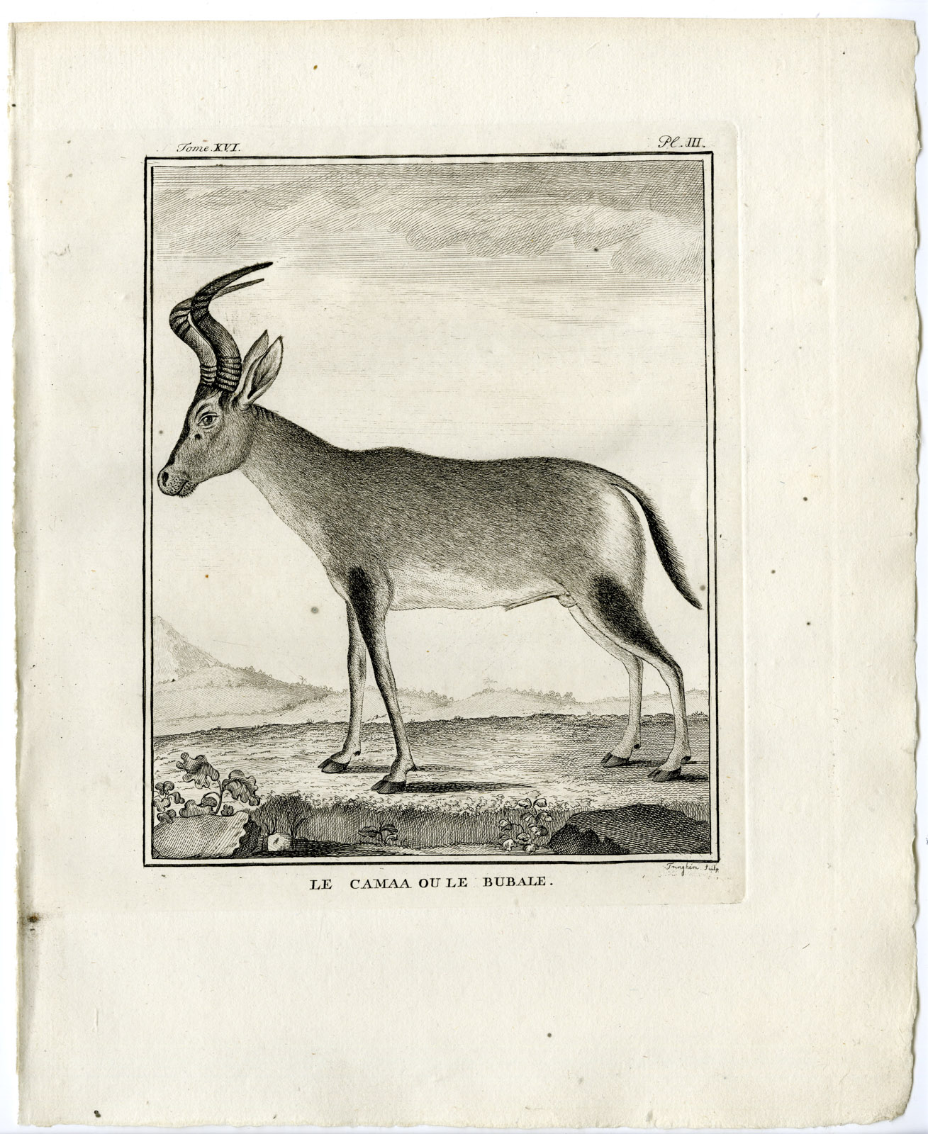 , Antique Print-HARTEBEEST-ALCELAPHUS BUSELAPHUS-PL.3-Fringham-Buffon-1785, Pictura Antique Prints