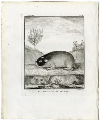 Antique Print-CAPE MOLE RAT-GEORYCHUS CAPENSIS-PL.4-Fritsch-Buffon-1785