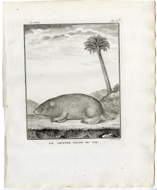 Antique Print-CAPE DUNE MOLE RAT-RODENT-PL.5-Fritsch-Buffon-1785