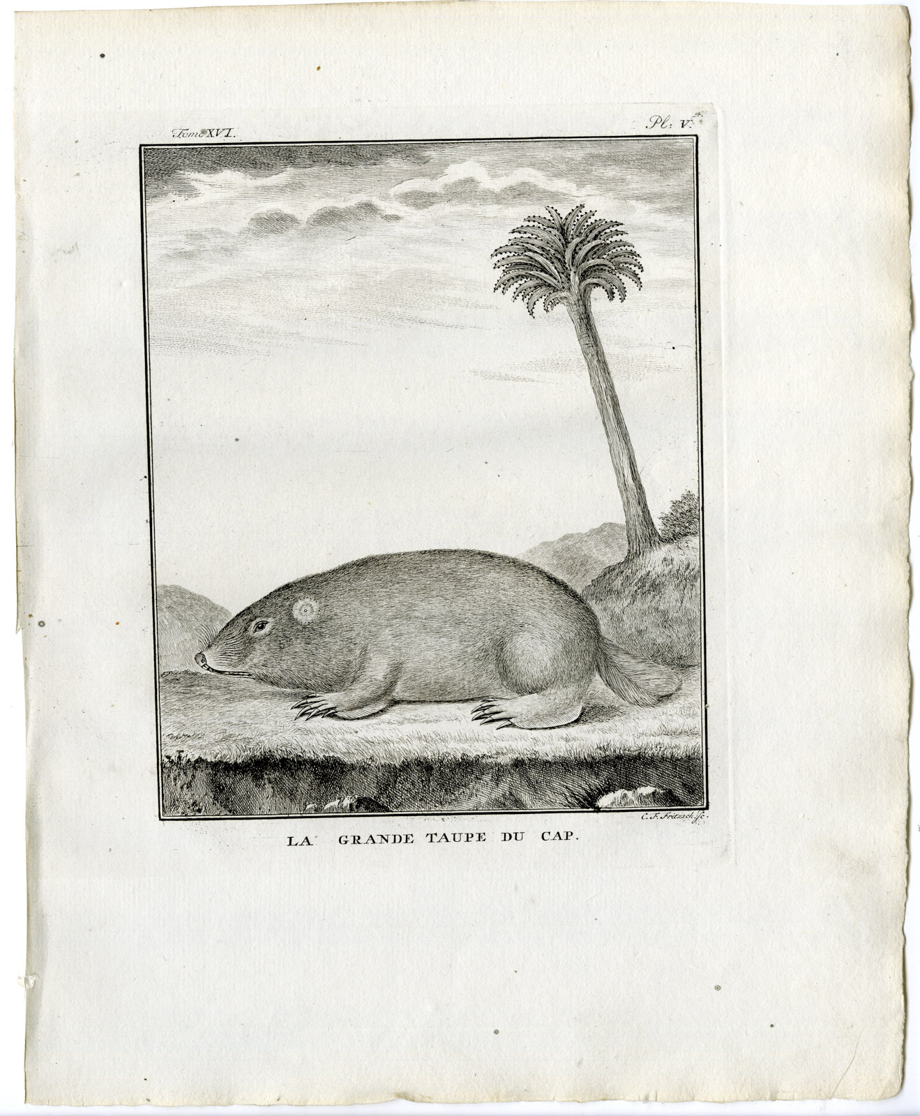 , Antique Print-CAPE DUNE MOLE RAT-RODENT-PL.5-Fritsch-Buffon-1785, Pictura Antique Prints
